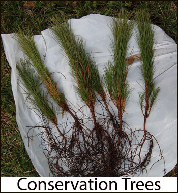 conservation trees page link