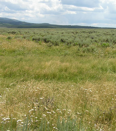 rangeland-enhancement-for-page rangeland enhancement